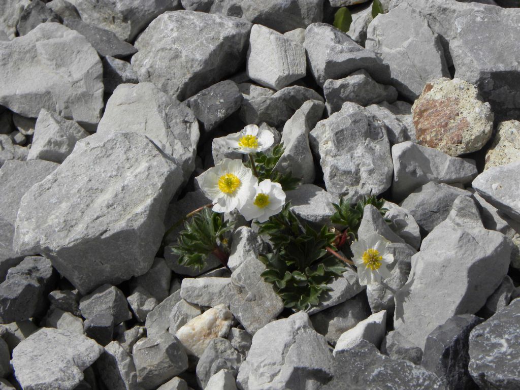 Ranunculus seguieri? S